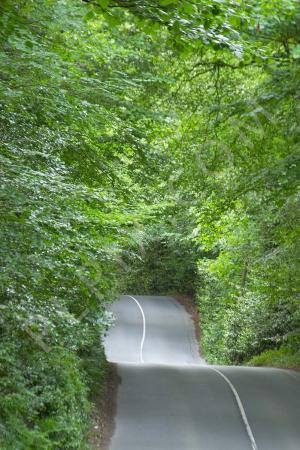Hilly Green road with a turn surrounded by trees