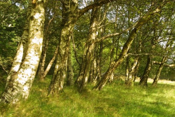 Glendalough, Wicklow landscape trees stock image - Interior, Architectural & Advertising Photographer with a library of house features for publishers